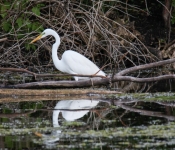2016 06 11 WildLife MPLS 053
